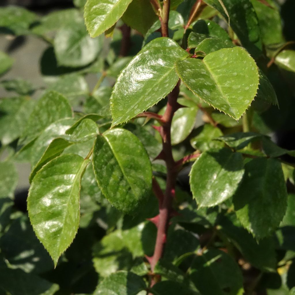 Rosier grimpant Ozeana