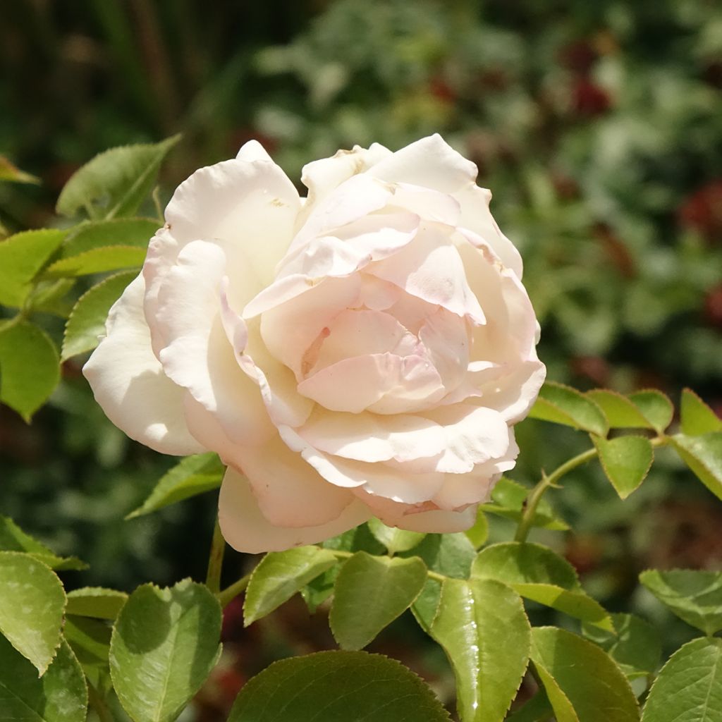 Rosier grimpant Palais Royal 
