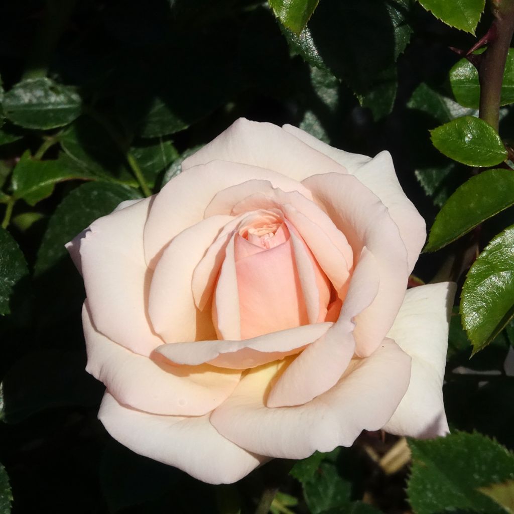 Rosier grimpant Penny Lane