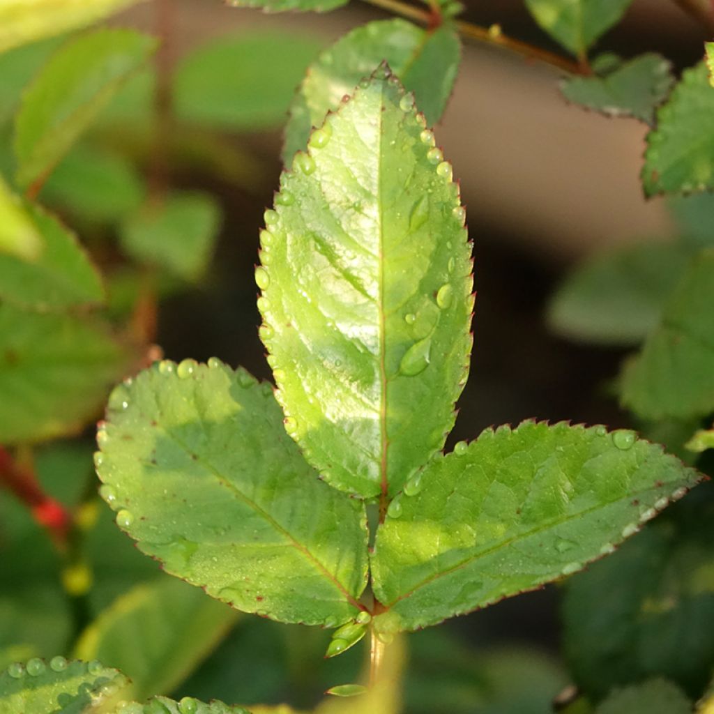 Rosier grimpant Siluetta Sweet