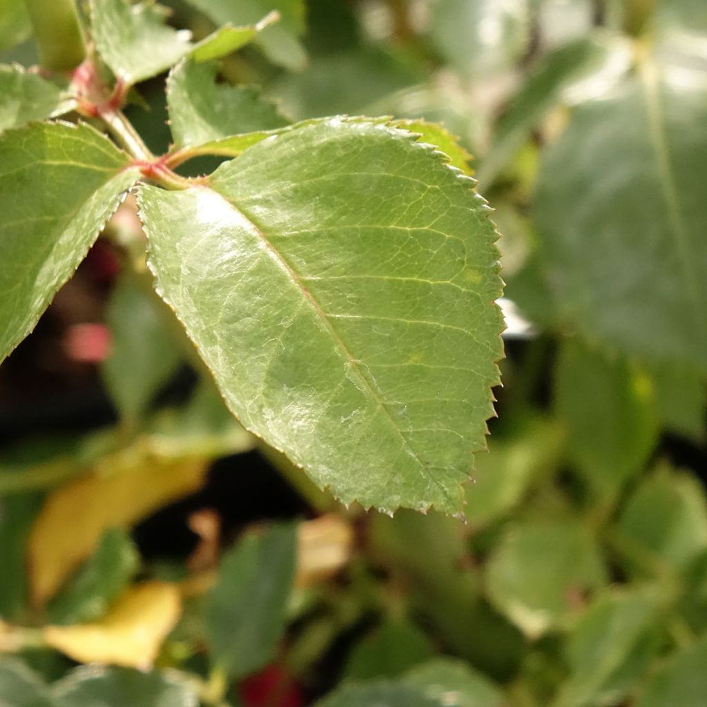 Rosier grimpant Sympathie