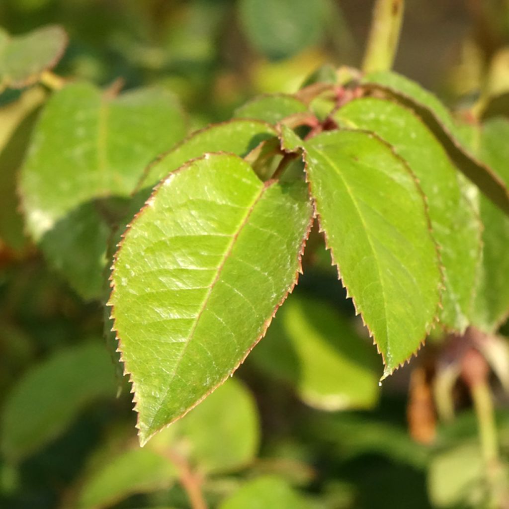 Rosier grimpant Vihaïpi