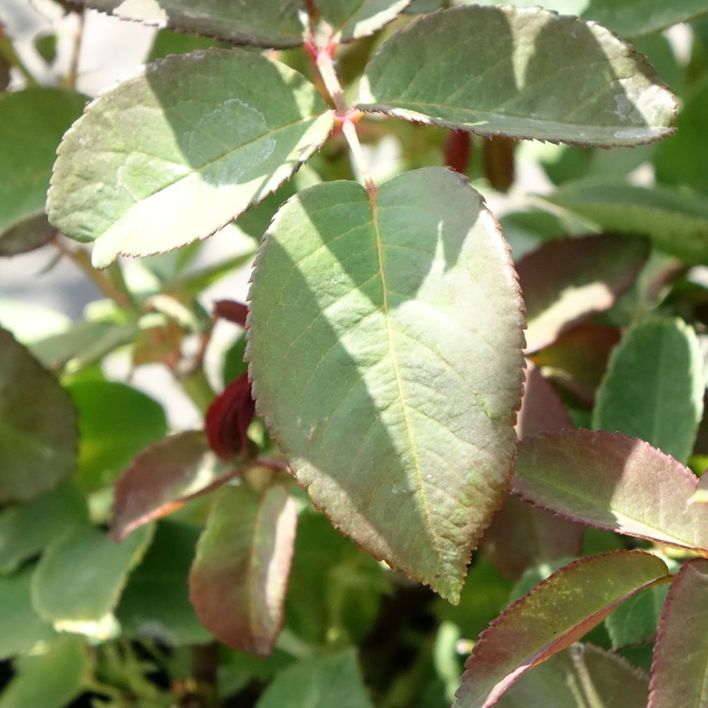 Rosier grimpant Zephirine Drouhin