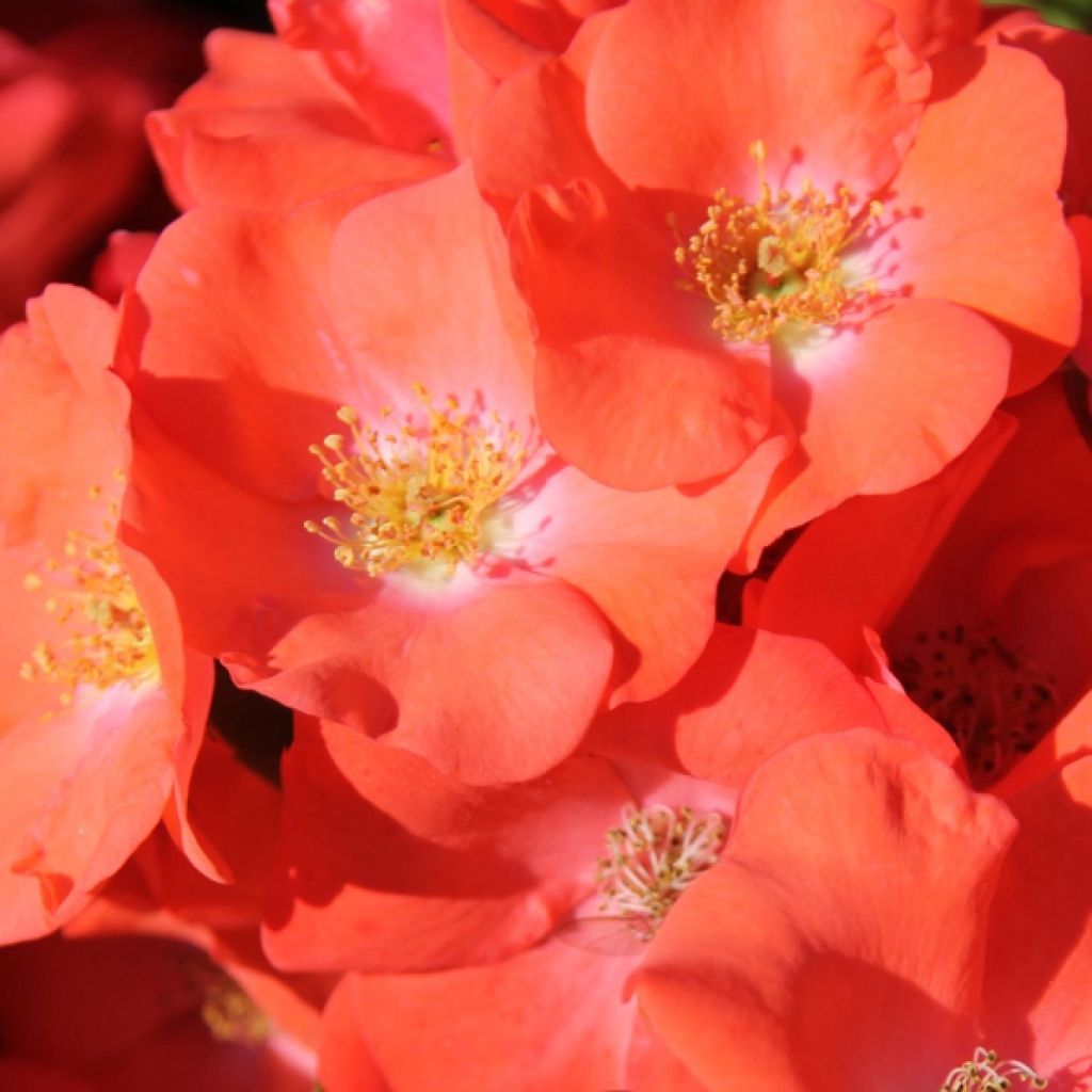 Rosier Tige Décorosiers Isalia