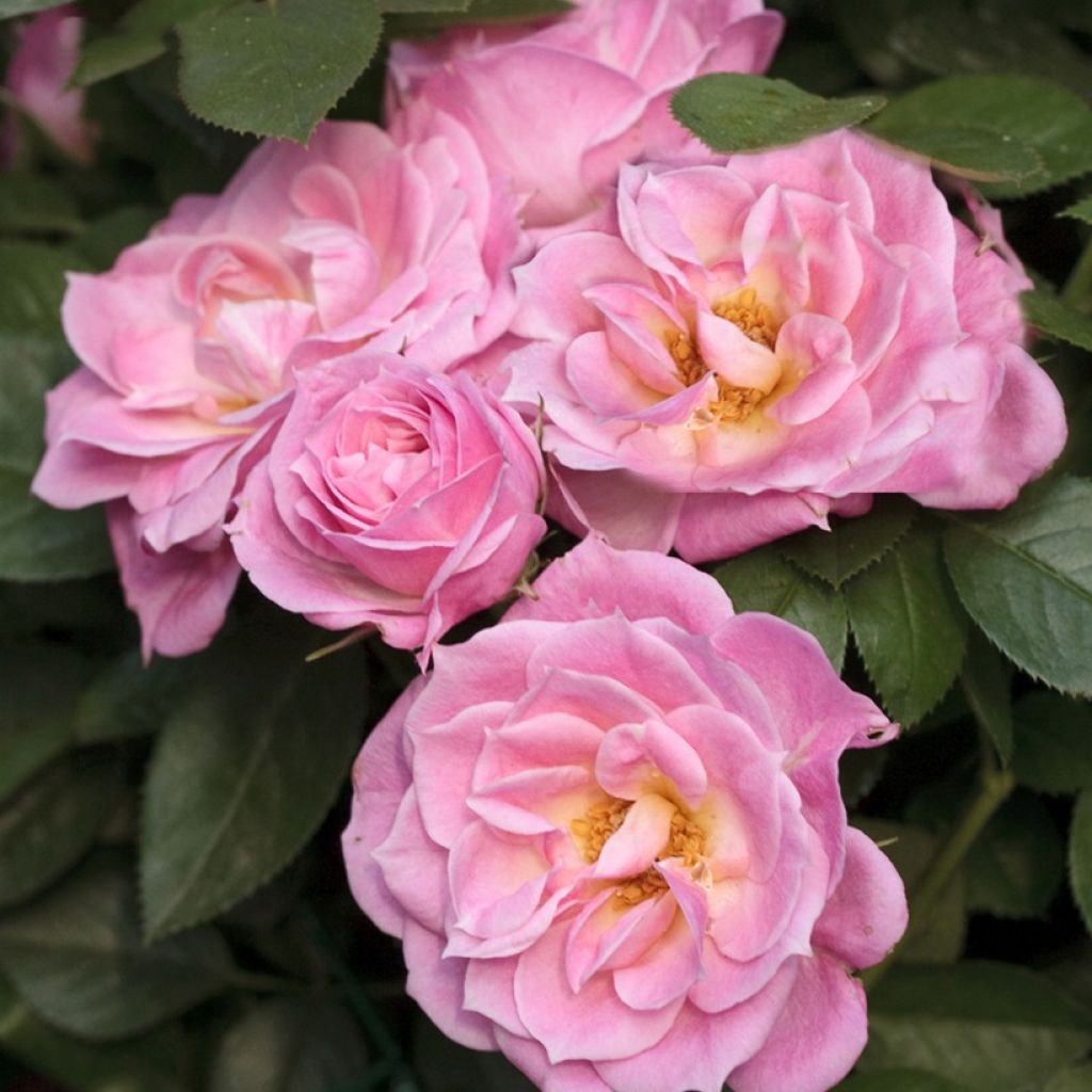 Rosier miniature Belle Symphonie