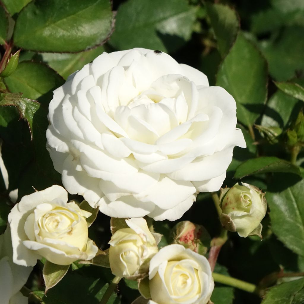Rosier nain Schneeküsschen 