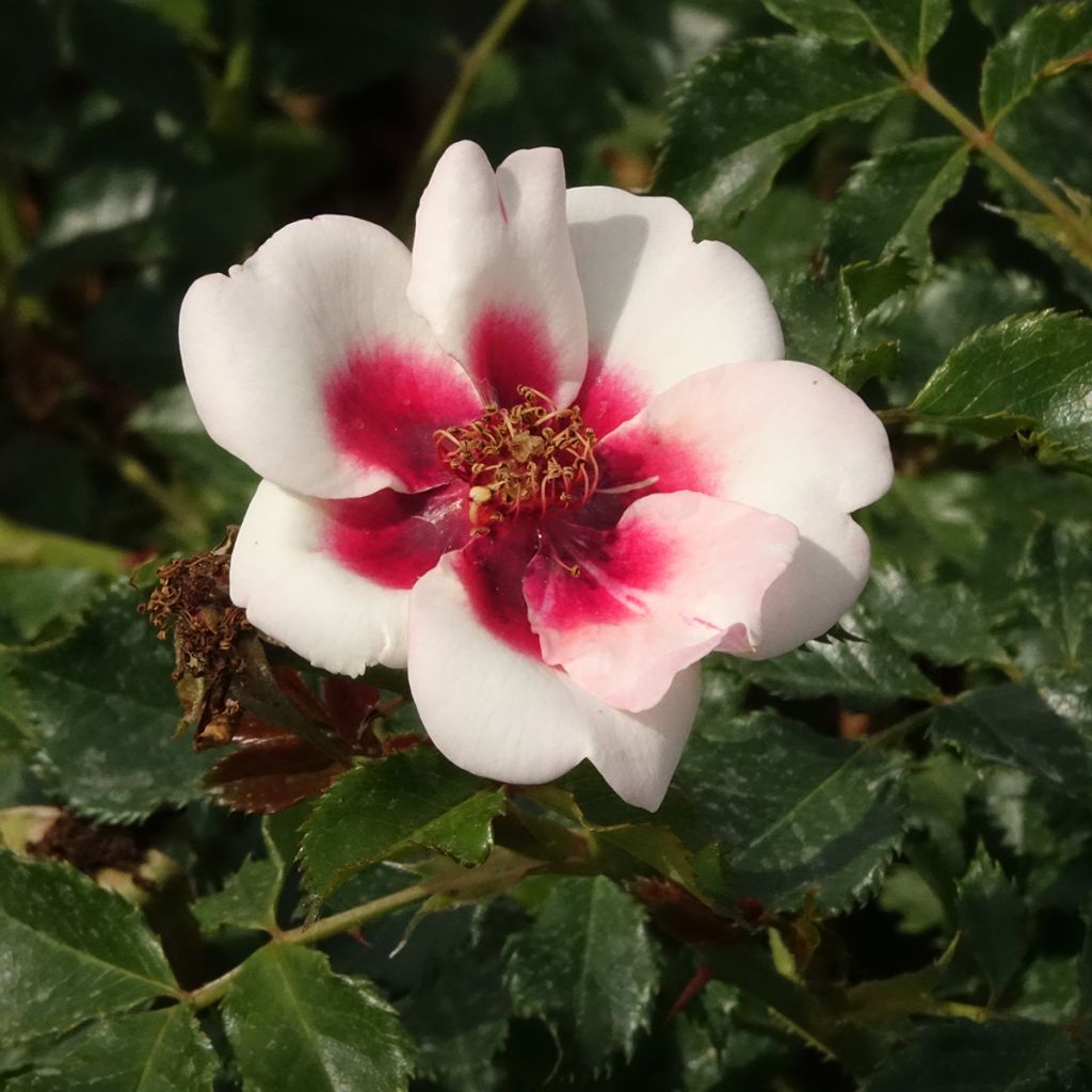 Rosier nain Sweet Babylon Eyes