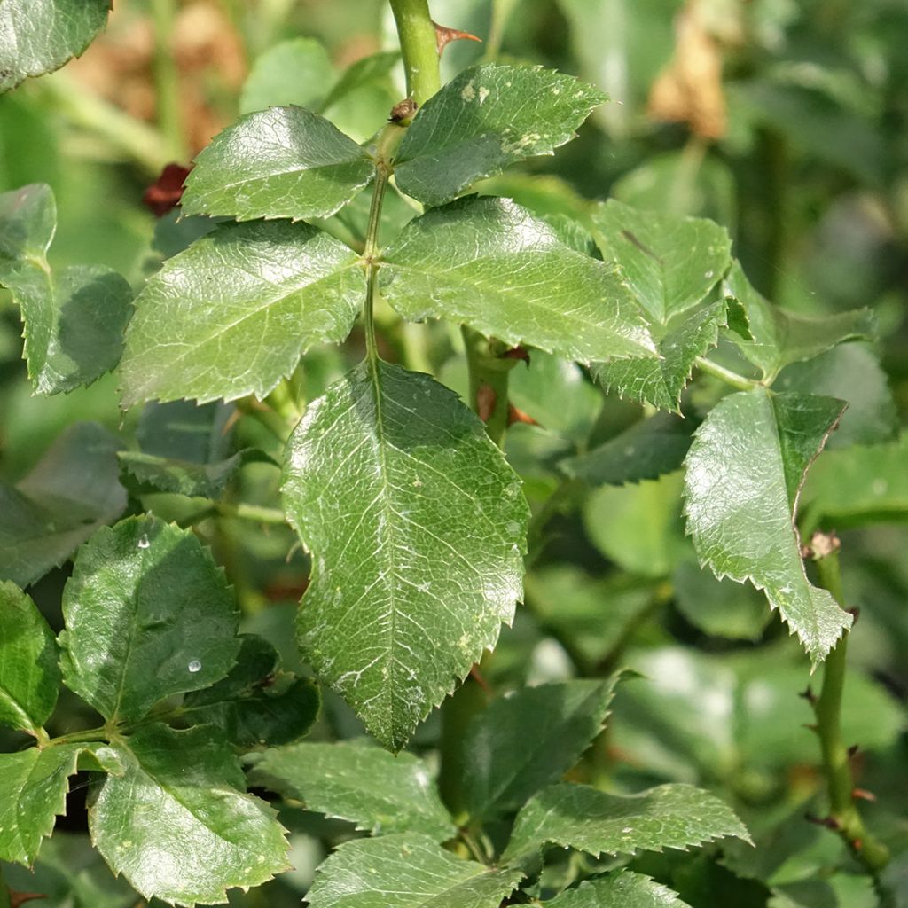 Rosier paysager couvre-sol Les Quatre Saisons
