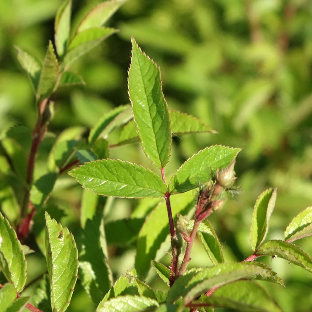 Rosier paysager Rosanatura Bicolore