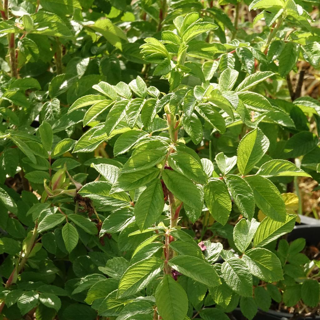 Rosier rugosa Hansa