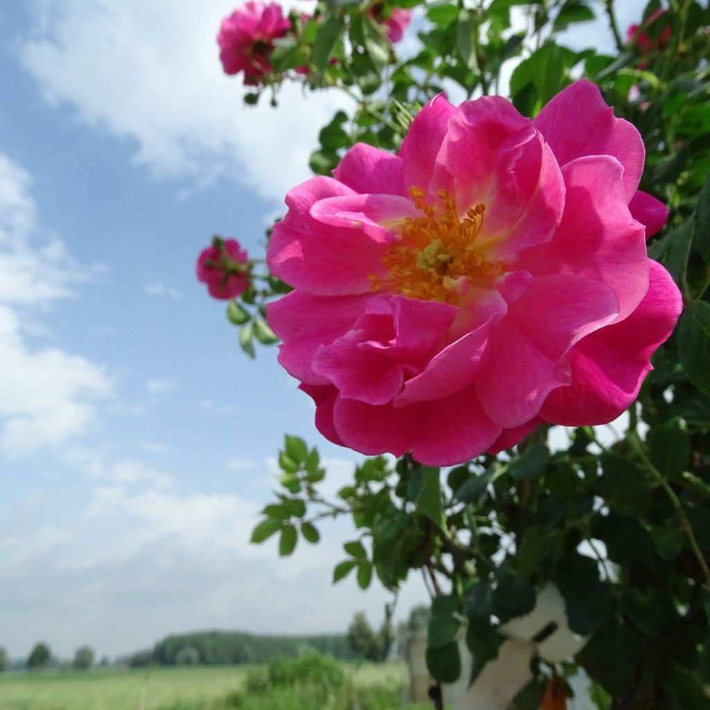 Rosier tige pleureur Magic Meillandecor Meibonrib