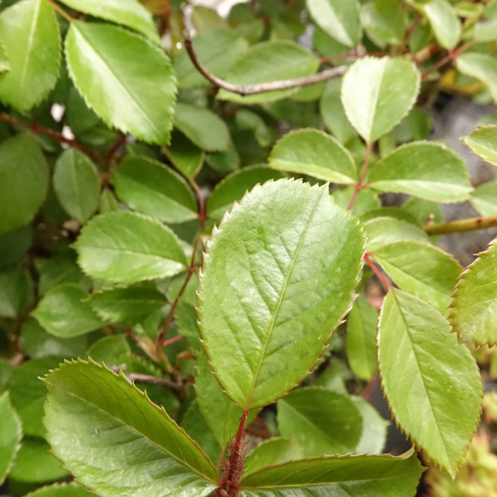 Rosier tige Côté jardin
