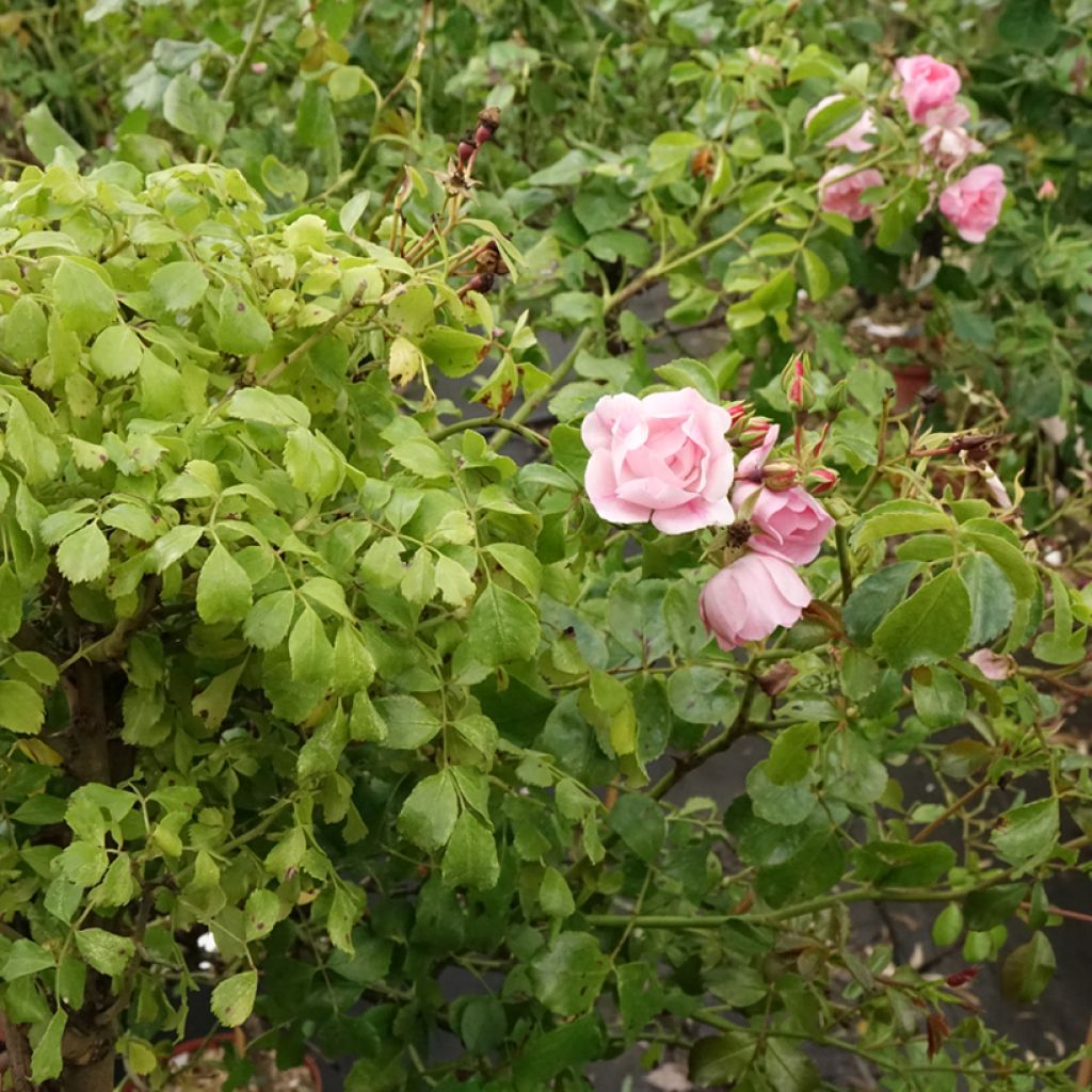 Rosier tige Decorosier Mareva
