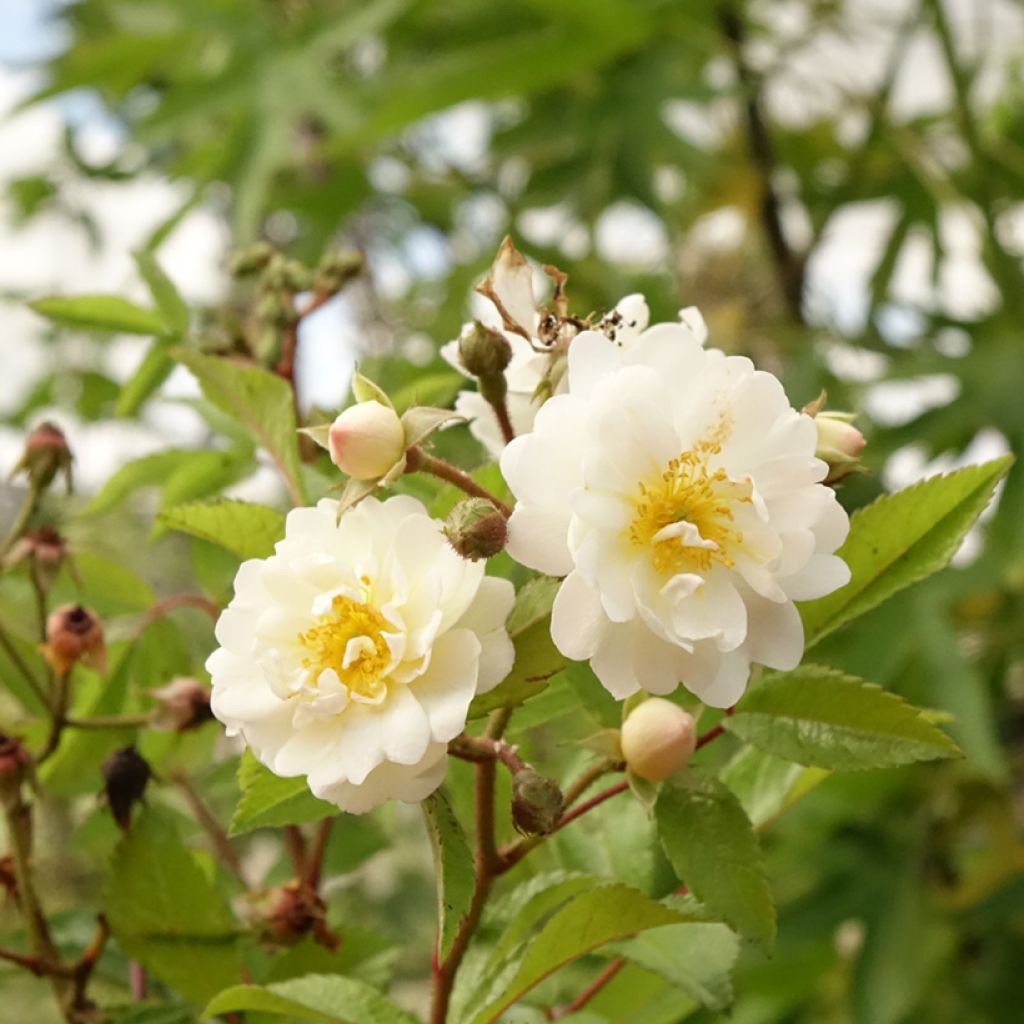 Rosier tige Guirlande d'Amour