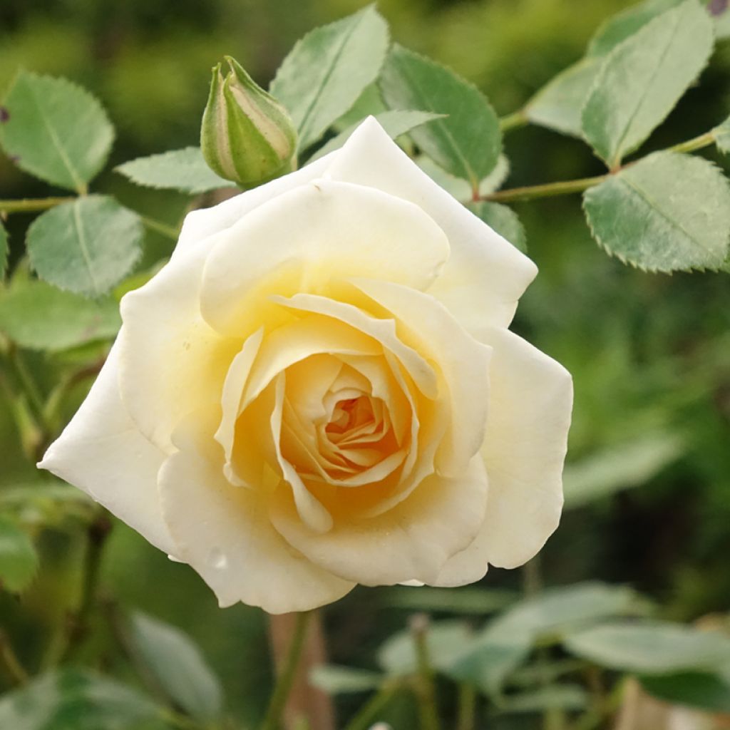 Rosier Tige Honeymilk 