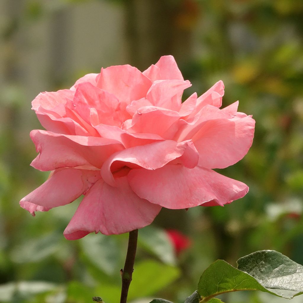 Rosier tige Queen Elisabeth
