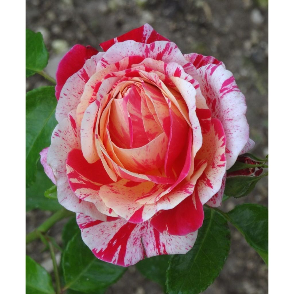 Rosier à fleurs groupées Abracadabra