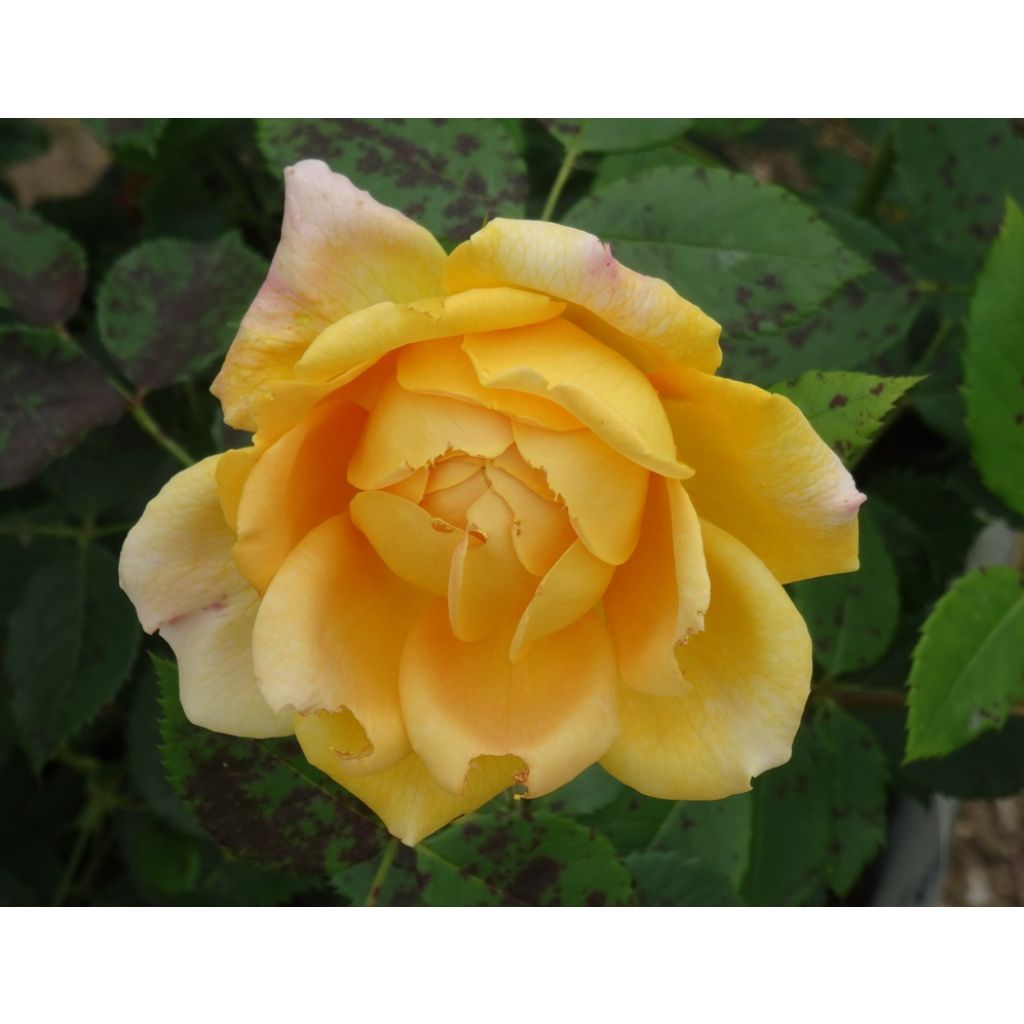 Rosier David Austin Golden Celebration