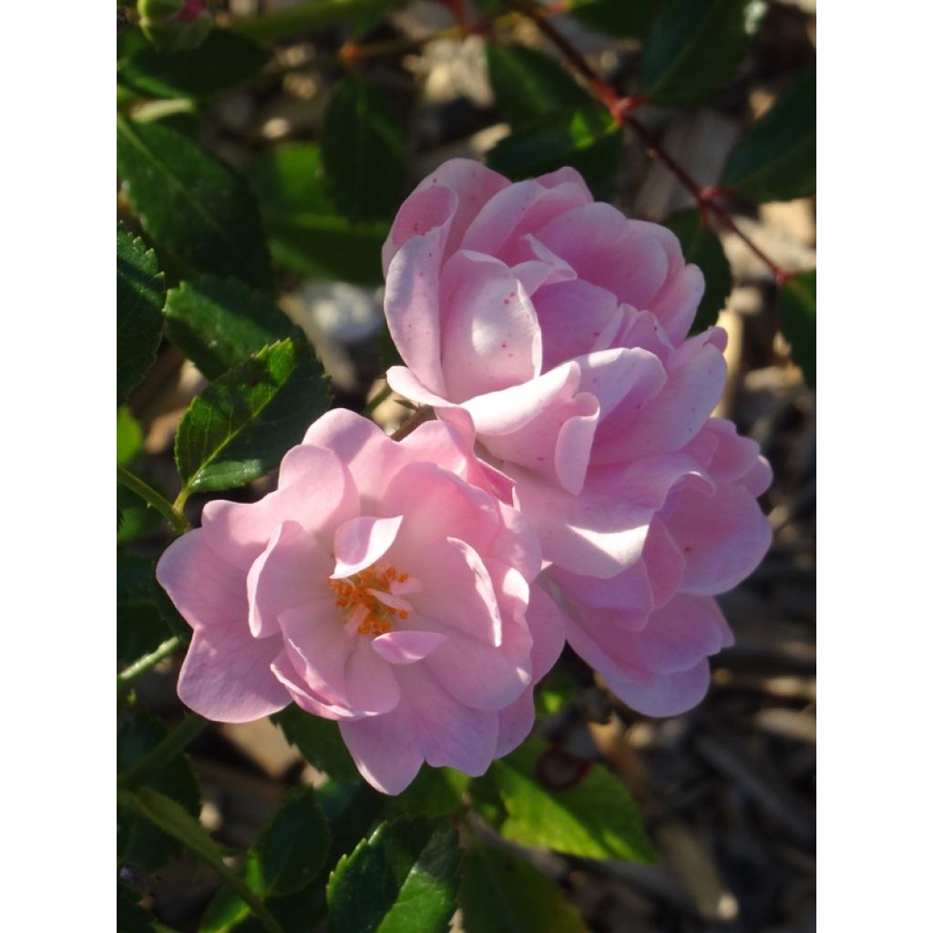 Rosier couvre-sol The Fairy