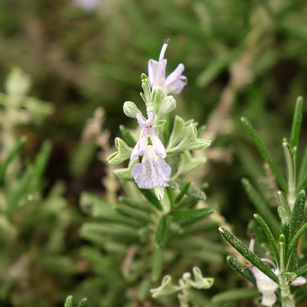 Rosmarinus officinalis Whitewater Silver - Romarin prostré