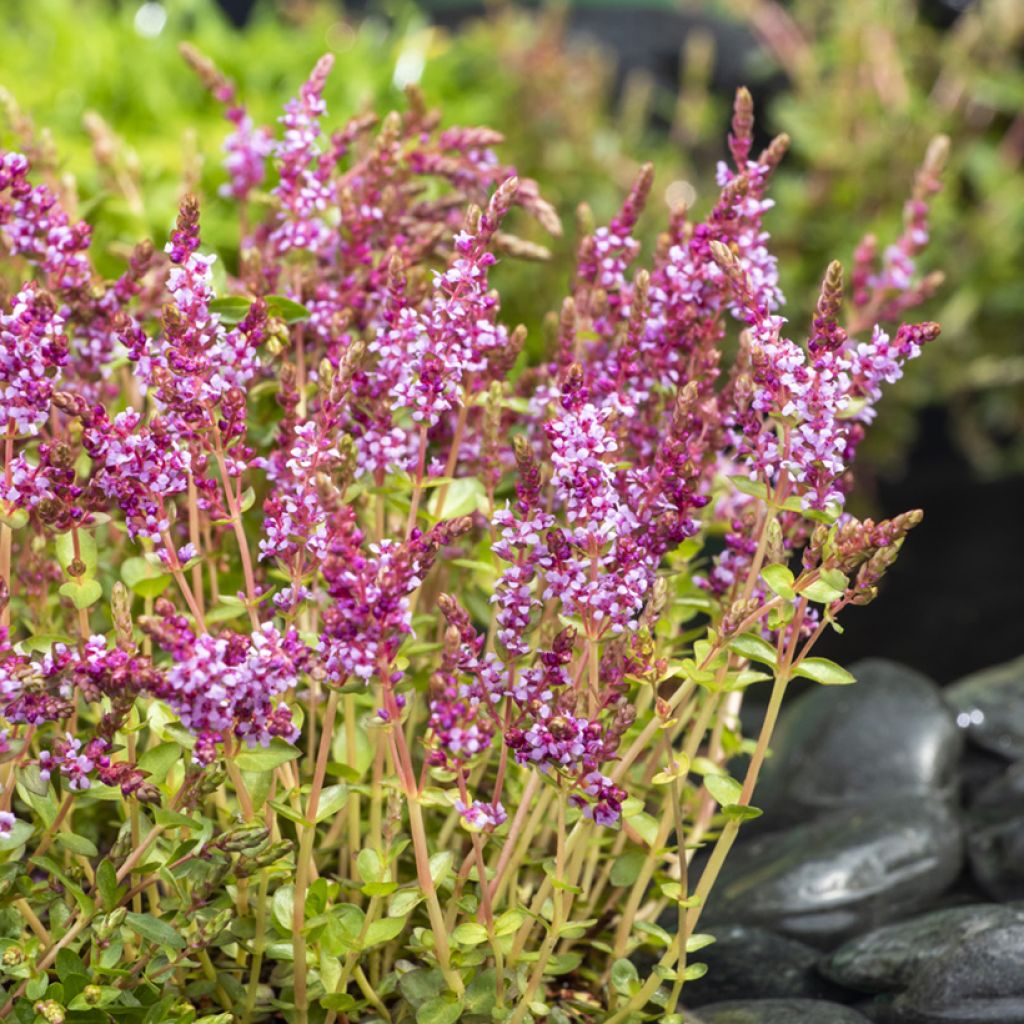 Rotala rotundifolia Green - Rotala à feuilles rondes