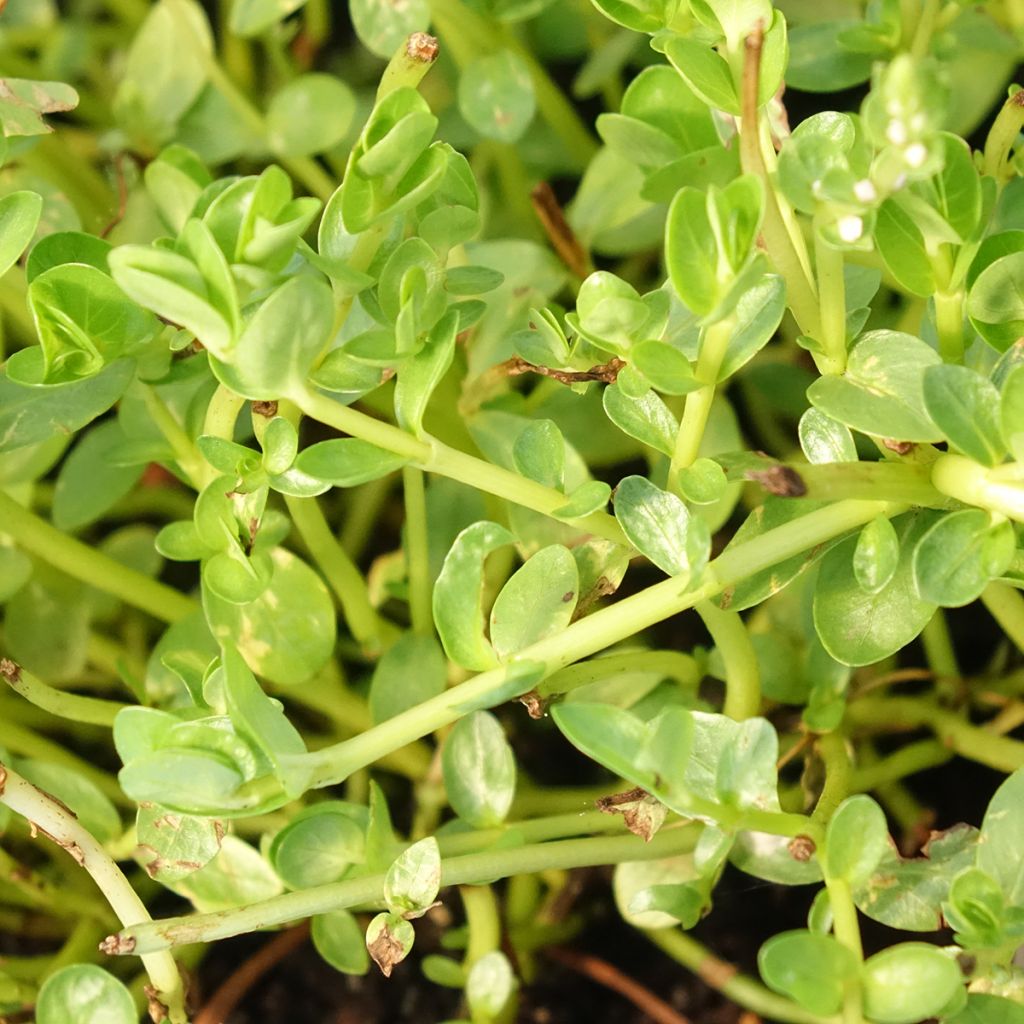 Rotala rotundifolia Green - Rotala à feuilles rondes