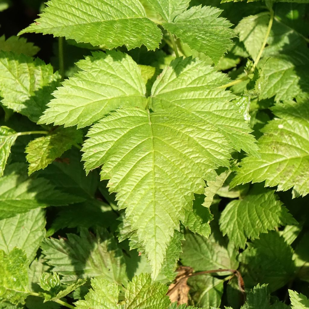 Rubus spectabilis Pacific Rose - Ronce remarquable