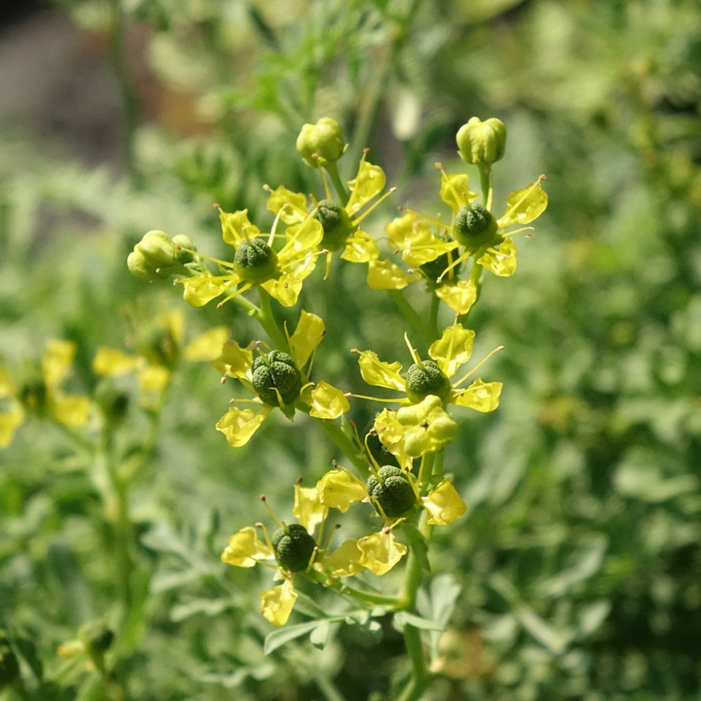 Rue officinale - Ruta graveolens