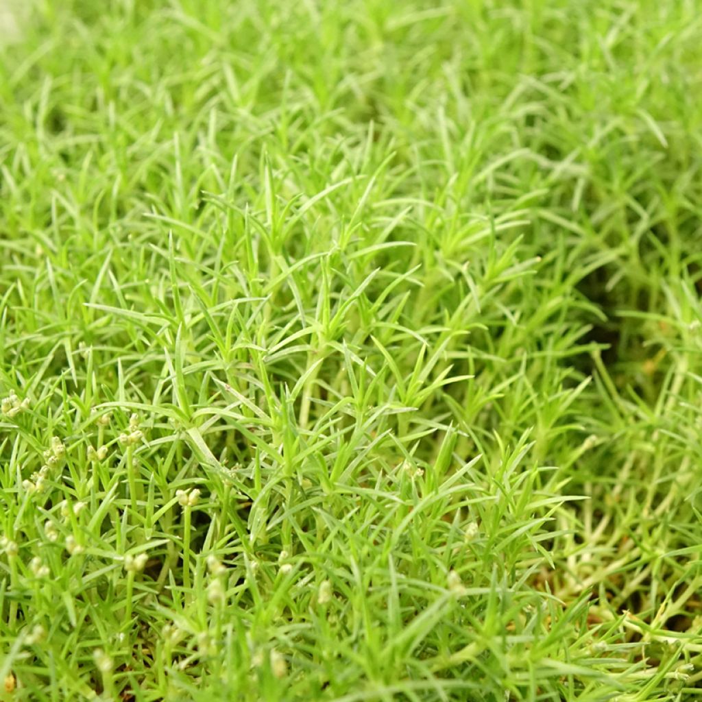 Sagina subulata Pine Green - Sagine subulée