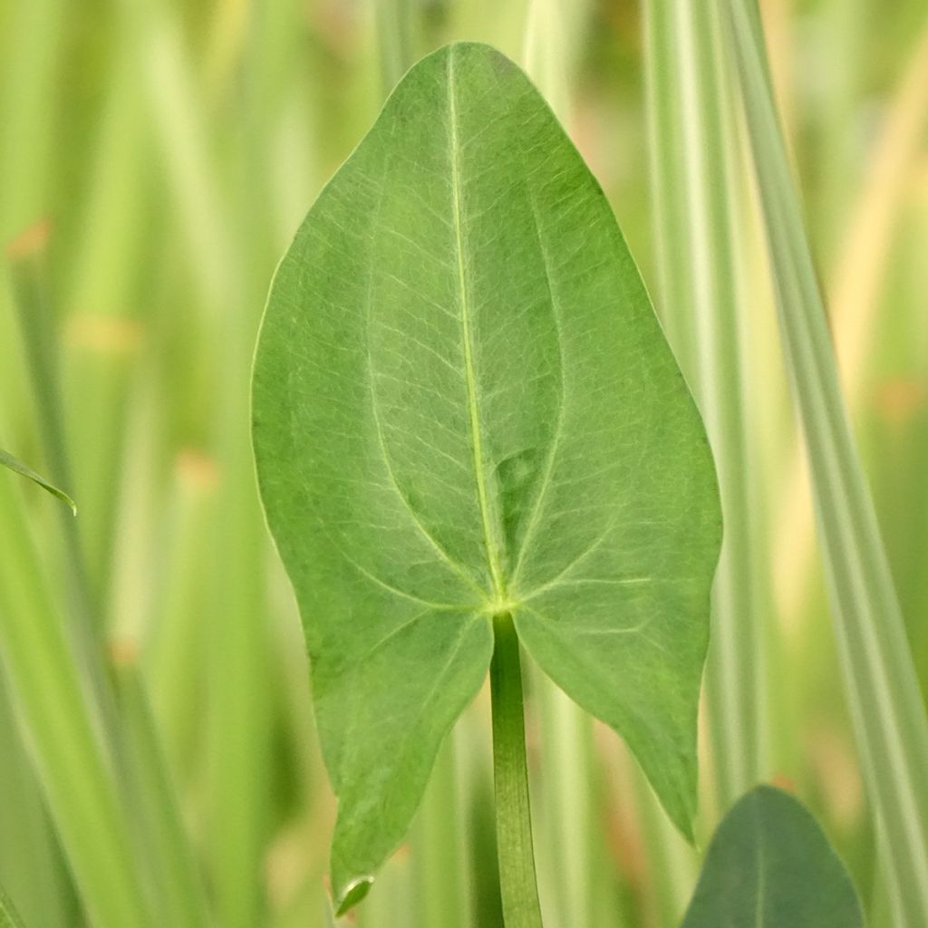 Sagittaria latifolia - Sagittaire à larges feuilles