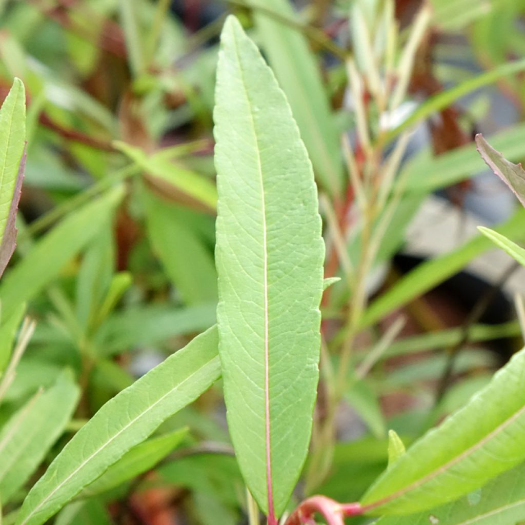 Salix sachalinensis Sekka - Saule de Sakhaline 