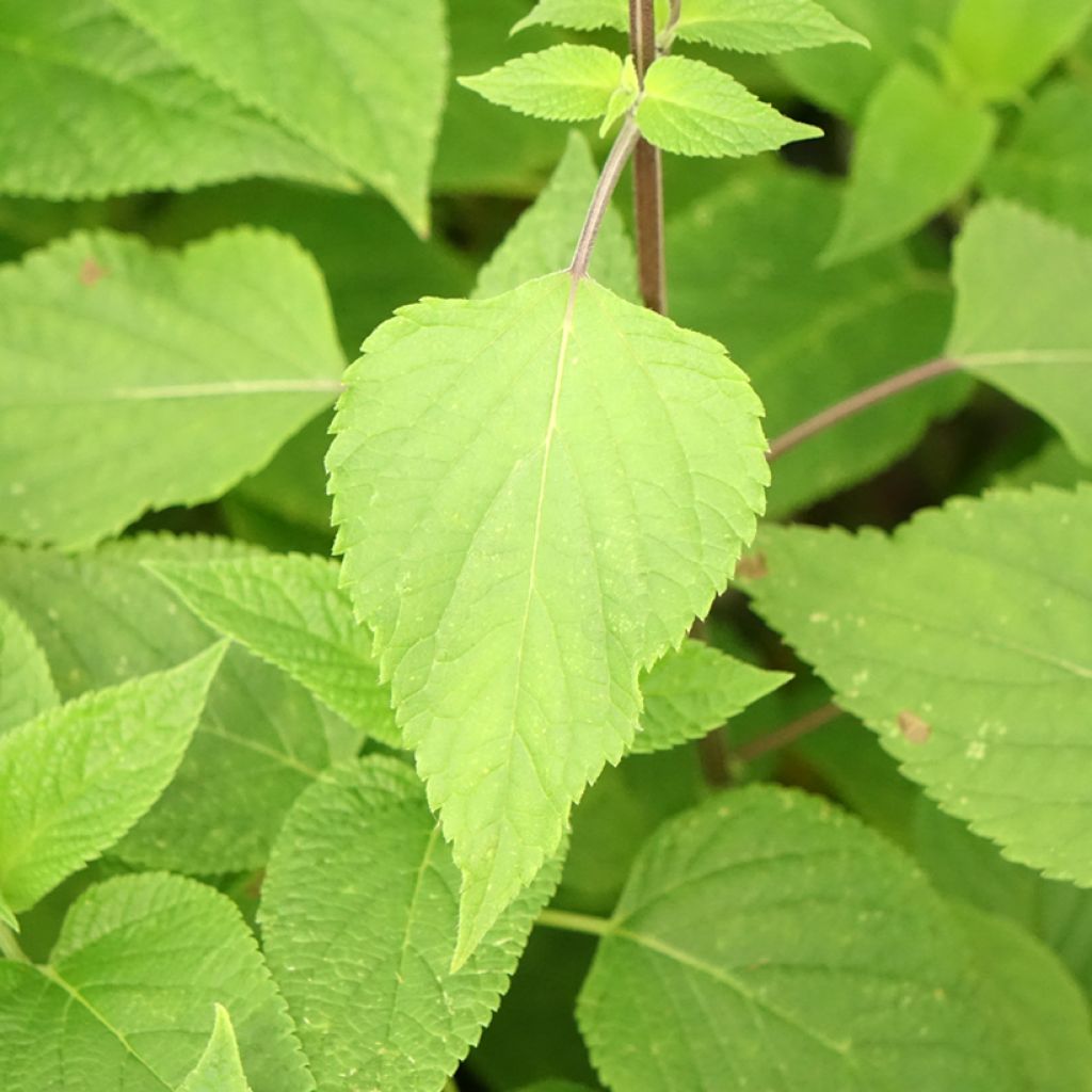 Salvia Amante - sauge hybride