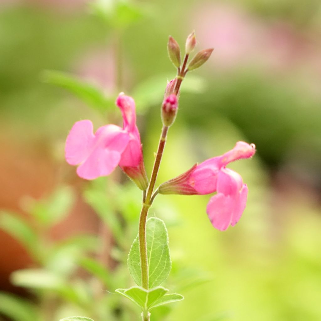 Salvia Delice Feline - Sauge arbustive