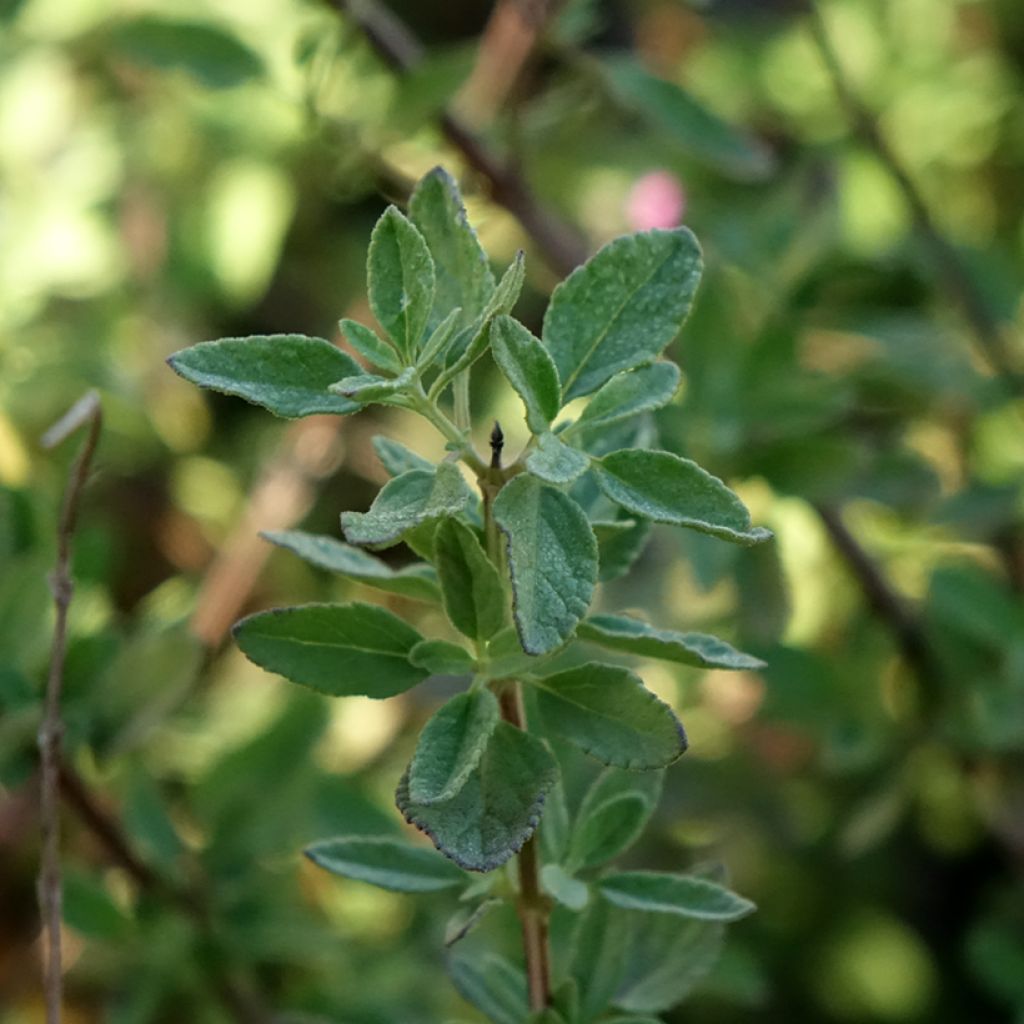 Salvia greggi ARCTIC BLAZE Purple 'Novasalpur' - Sauge arbustive
