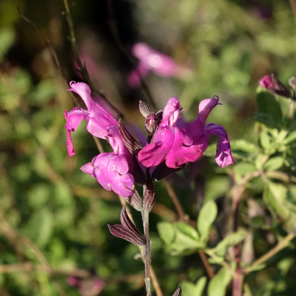 Salvia greggi ARCTIC BLAZE Purple 'Novasalpur' - Sauge arbustive