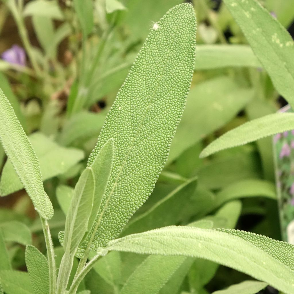 Salvia lavandulifolia - Sauge à feuilles de lavande