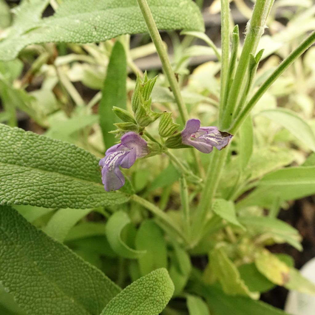 Salvia lavandulifolia - Sauge à feuilles de lavande