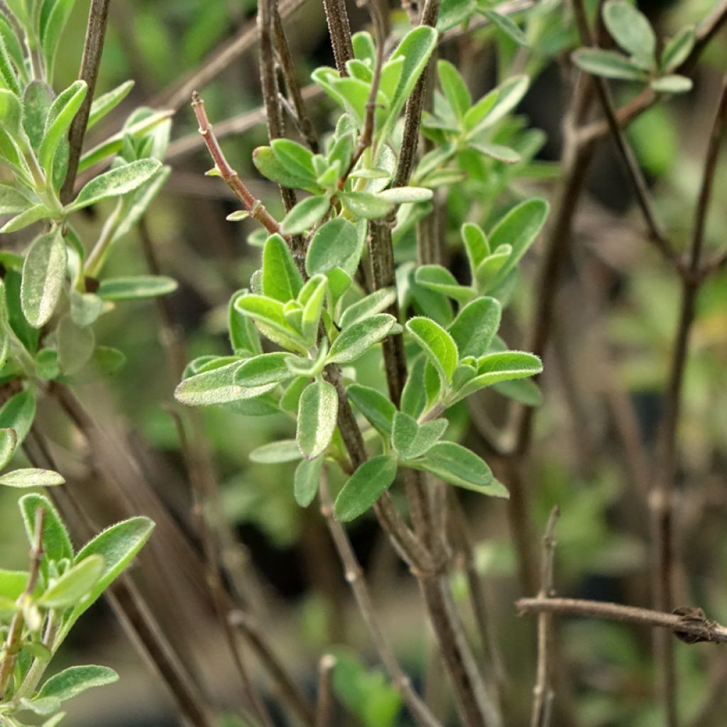 Salvia microphylla Delice Fiona - Sauge arbustive
