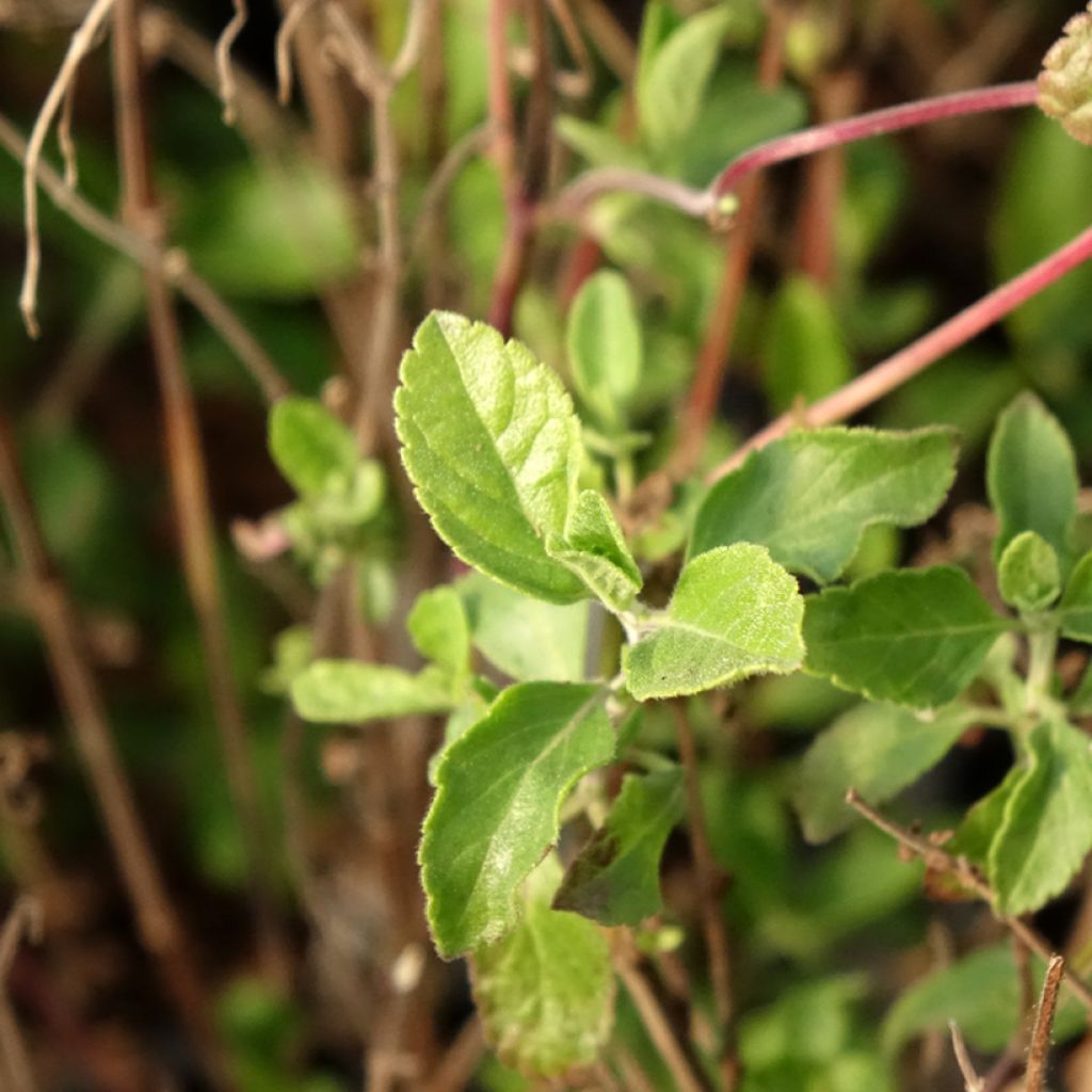 Salvia microphylla Little Kiss - sauge arbustive