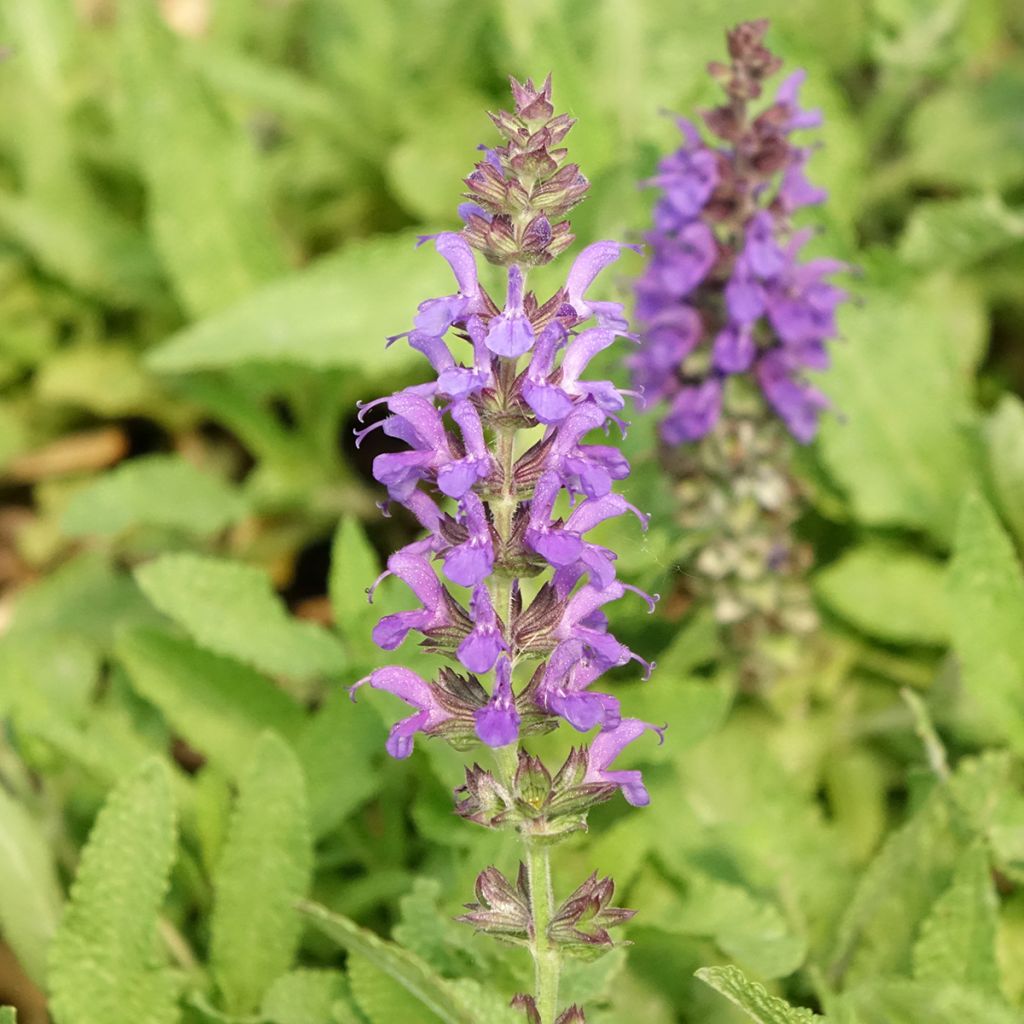 Salvia nemorosa Marcus Haeumanarc - Sauge des bois