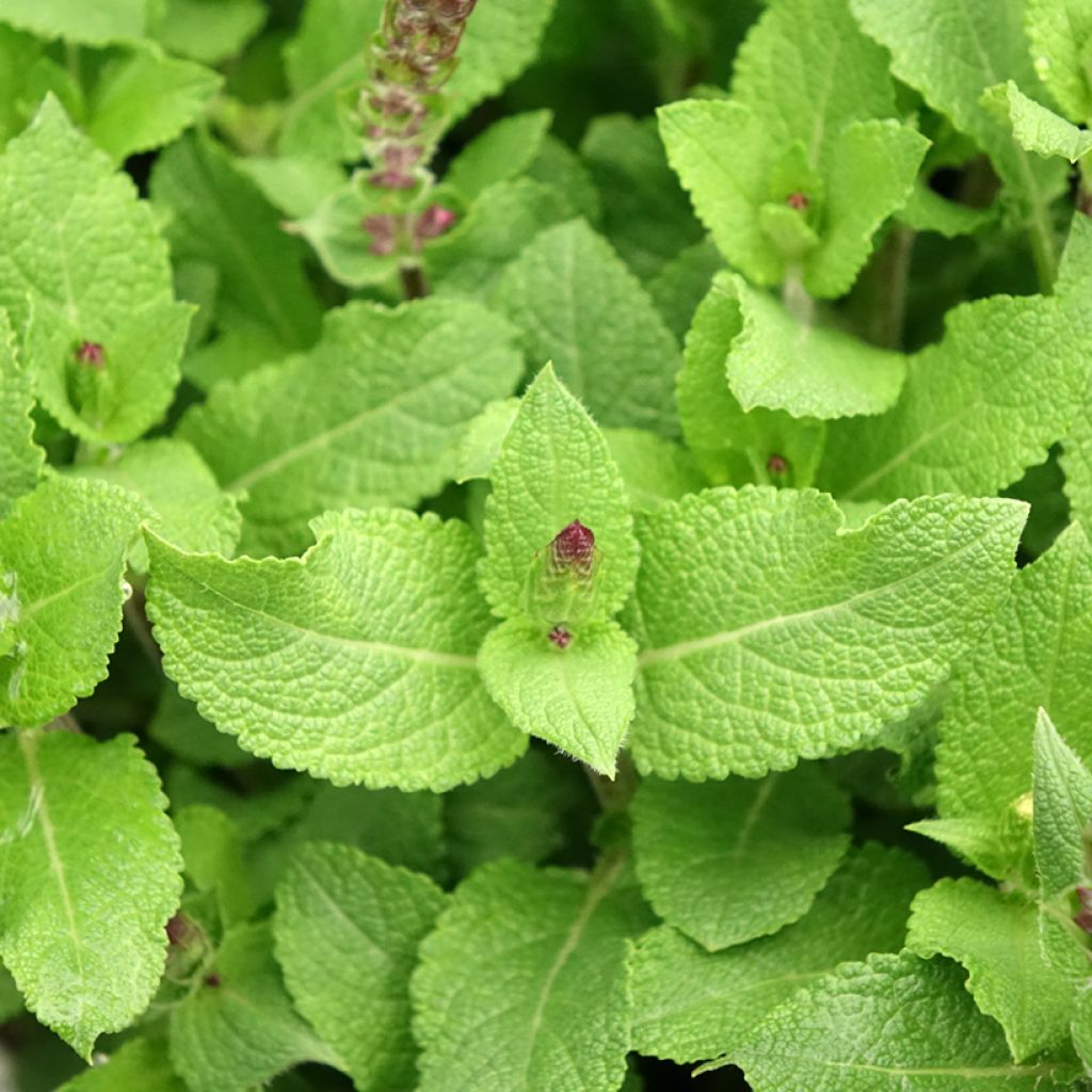 Salvia nemorosa Midnight Rose - Sauge des bois