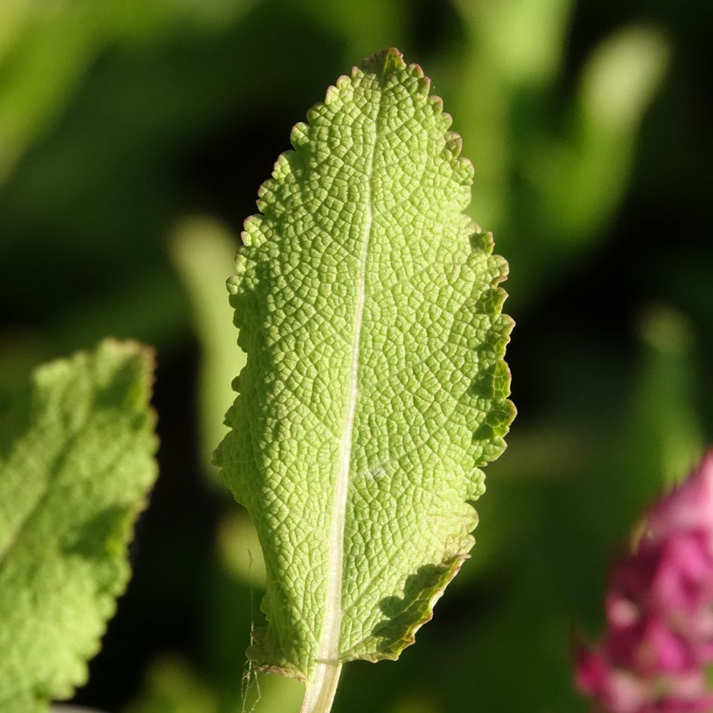 SALVIA nemorosa Rose Queen (Rosakönigin) - Sauge des bois 