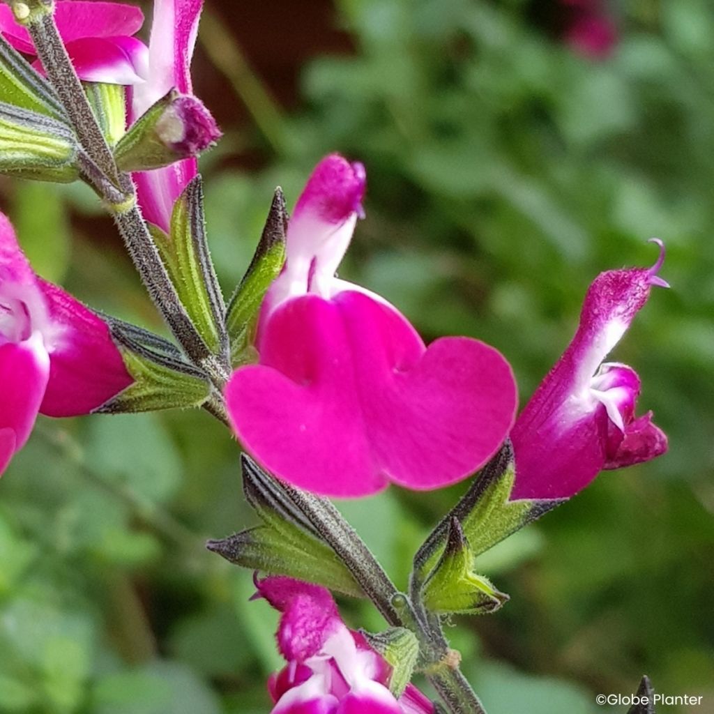 Sauge arbustive Cherry Lips - Salvia greggii