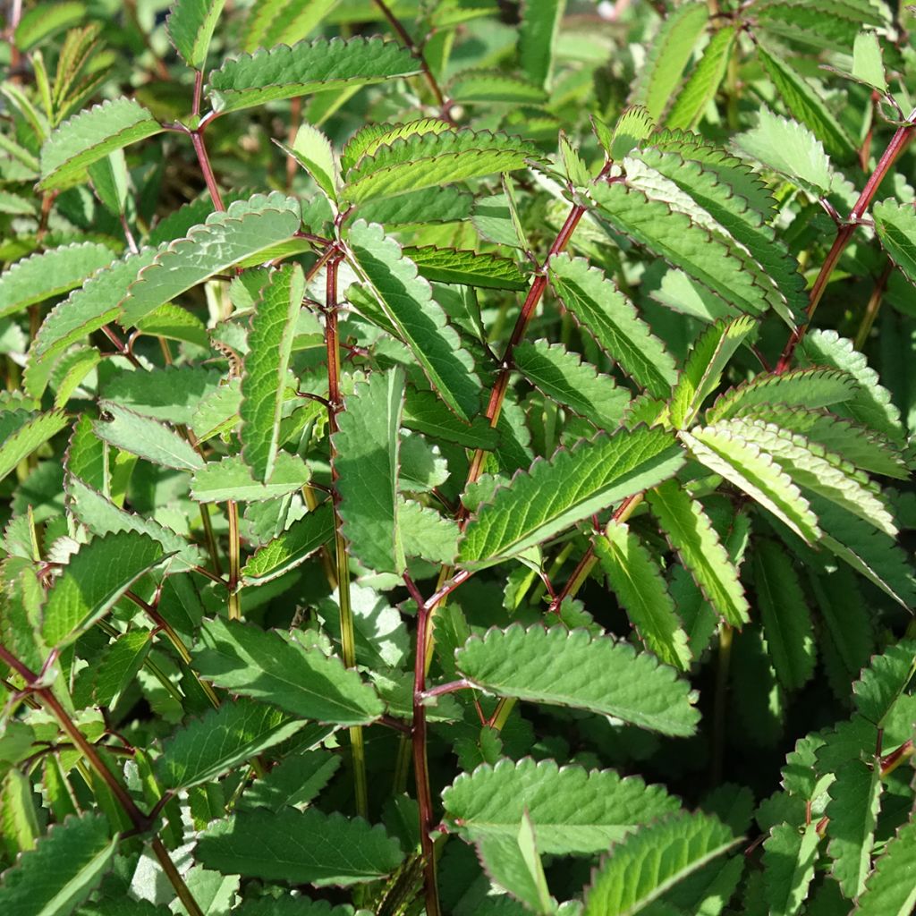Sanguisorba Plum Drops - Pimprenelle