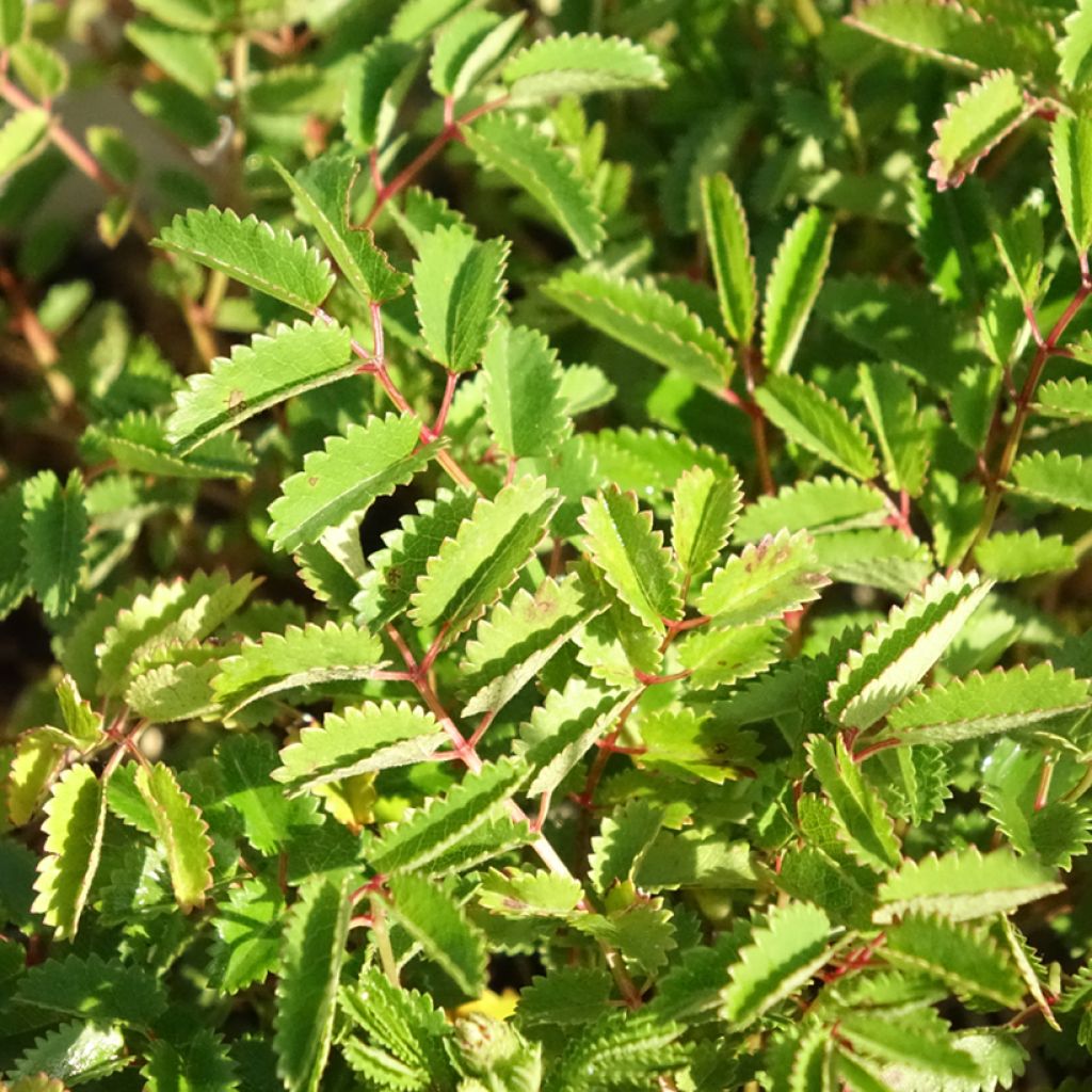 Sanguisorba Proud Mary - Pimprenelle
