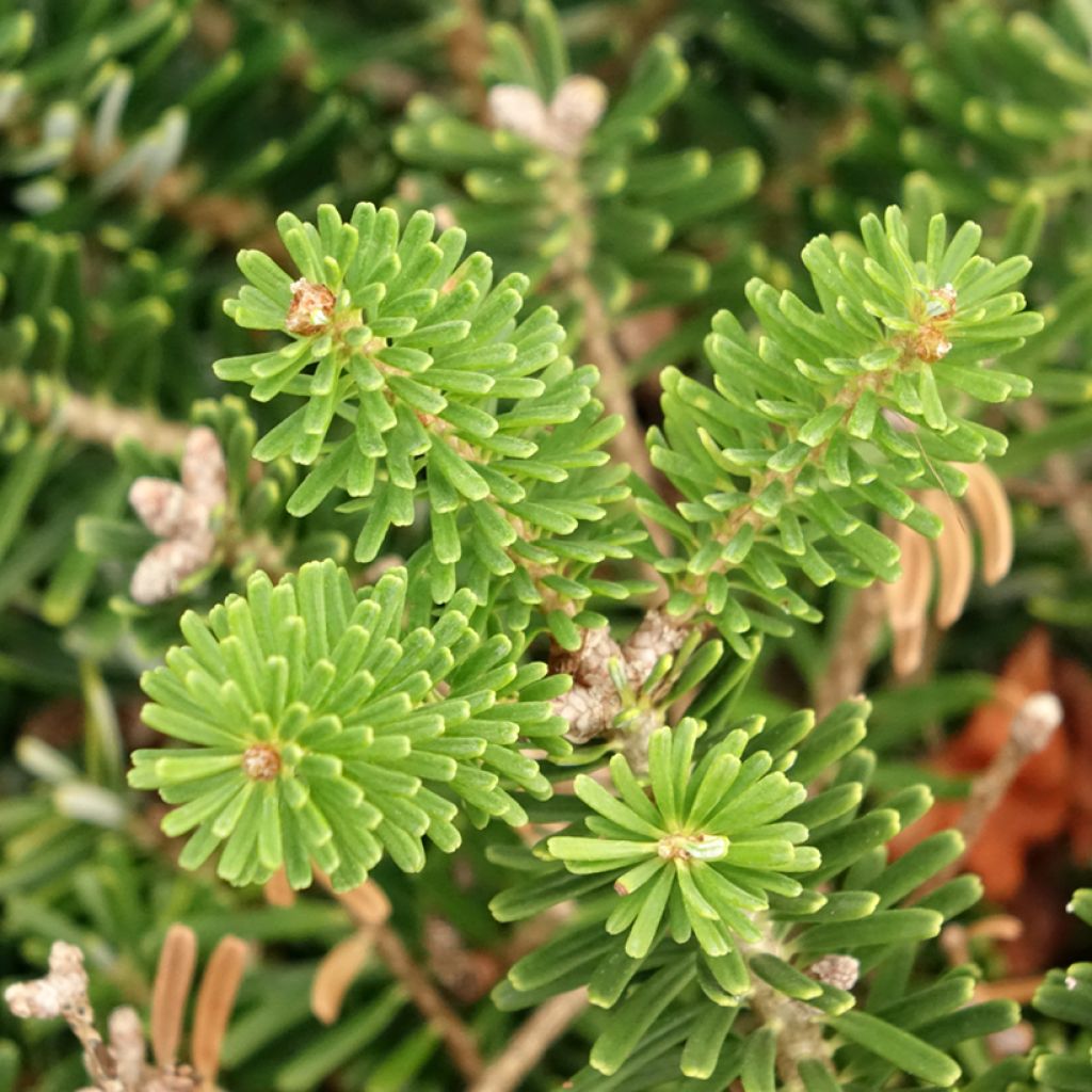 Sapin de Corée nain - Abies koreana Green Carpet