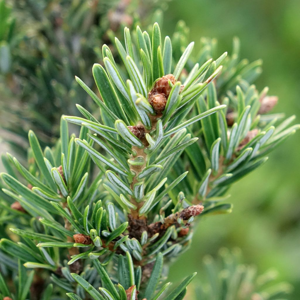 Sapin de Nordmann - Abies nordmanniana Kulista