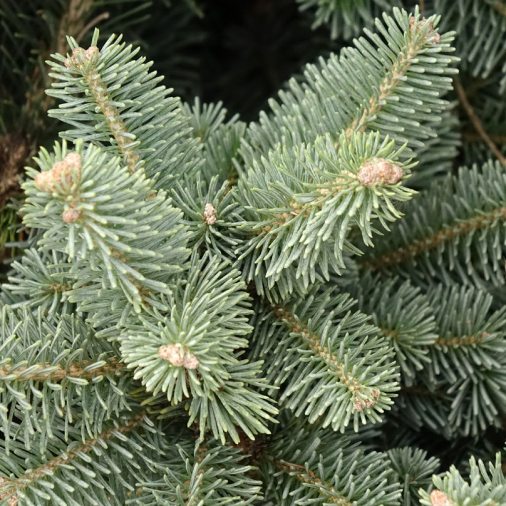 Sapin subalpin - Abies lasiocarpa Compacta