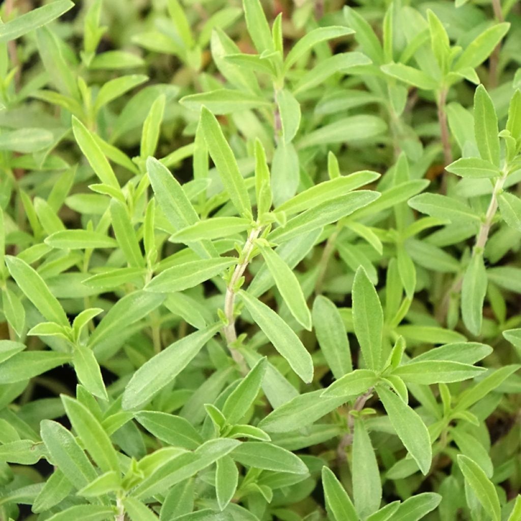 Sarriette vivace en plant BIO