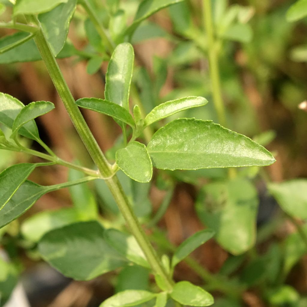 Sauge arbustive Belle de Loire - Salvia jamensis